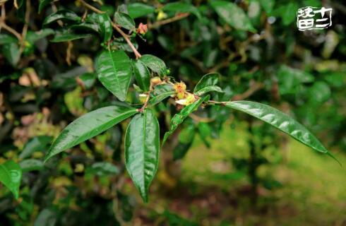 十二块田:以茶为梦天地宽 国际舞台路更广